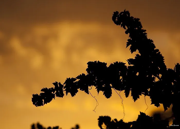 Extrenatura Alojamiento Villafranca de los Barros
